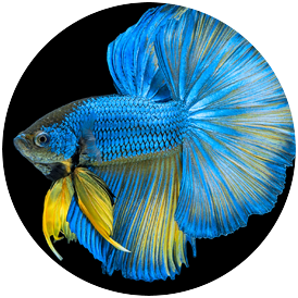 Variety fighter top fish